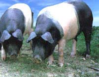 Cochons culs noirs au pturage.